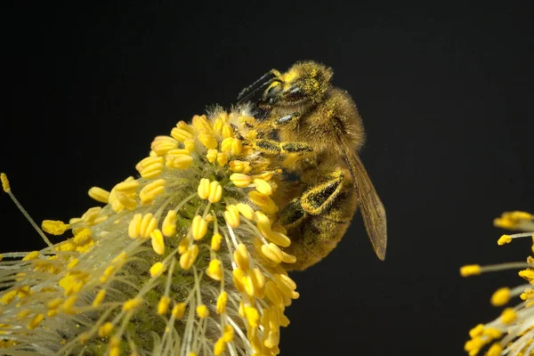 Biene Auf Einer Blume — Stockfoto