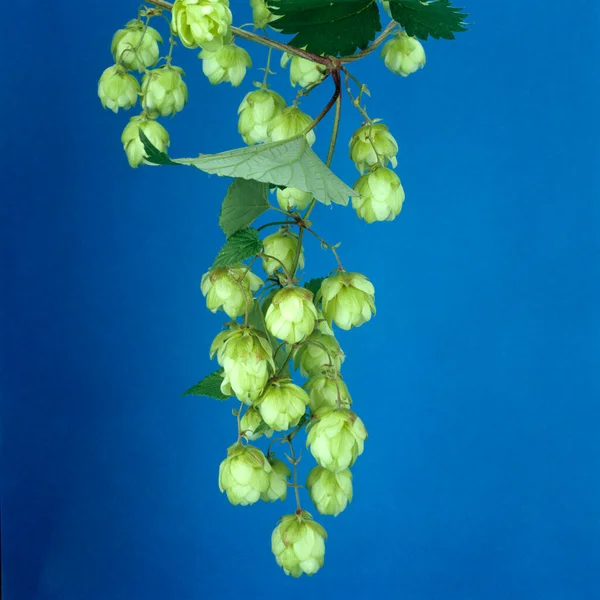 Uvas Verdes Sobre Fundo Azul — Fotografia de Stock