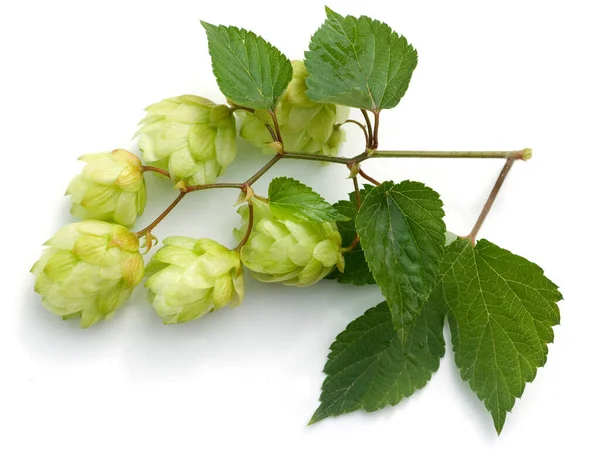 hop cones with leaves on white background