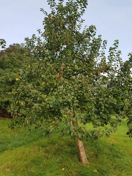 Zielone Jabłka Ogrodzie — Zdjęcie stockowe