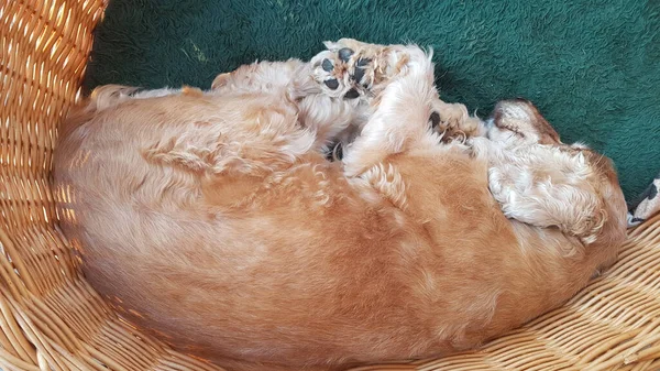 Lindo Gato Durmiendo Cama —  Fotos de Stock