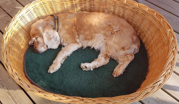 Lindo Perrito Con Cesta Gato Marrón —  Fotos de Stock