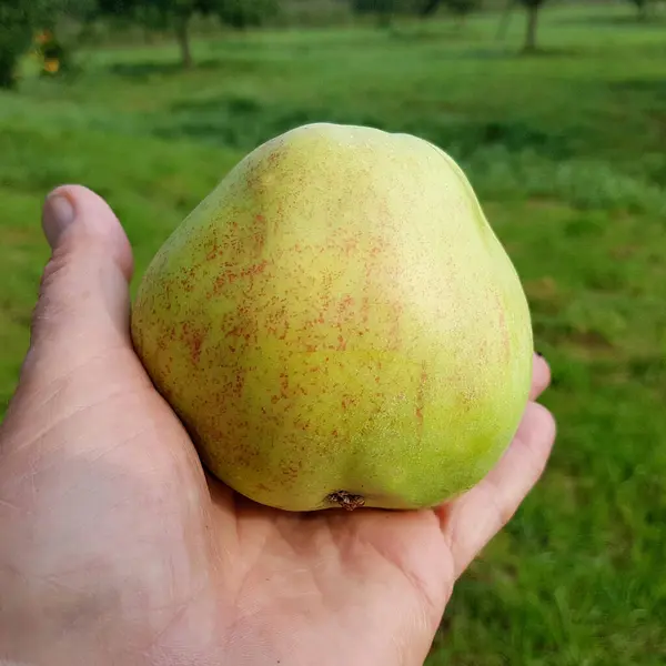 Nahaufnahme Einer Hand Die Einen Grünen Apfel Hält — Stockfoto