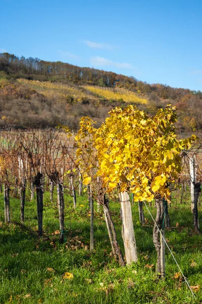 Vineyard Autumn Season — Stock Photo, Image