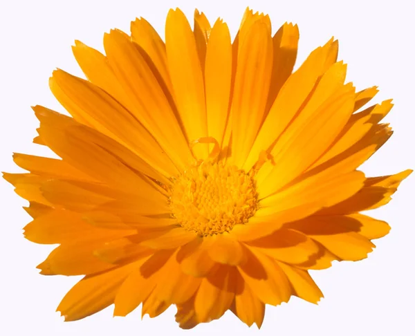 Žlutá Gerbera Květiny Izolované Bílém Pozadí — Stock fotografie