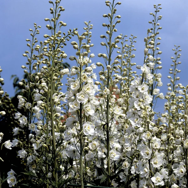 Bellissimi Fiori Giardino — Foto Stock