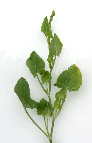 Roemischer Ampfer Sauerampfer Rumex Scutatus Heilpflanzen — Fotografia de Stock