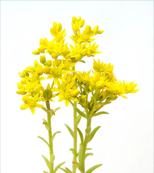 Tripmadam Sedum Reflexum Bodendecker Wildkraeuter Wildgemuese Heilpflanze — Fotografia de Stock