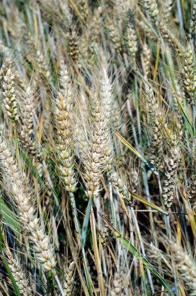 Avvicinamento Campo Grano — Foto Stock