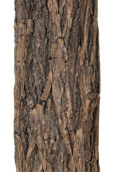 Robinienstamm Robinie Robinia Pseudoacacacia — Stockfoto