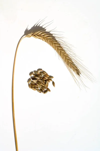 Пшеничные Уши Белом Фоне — стоковое фото