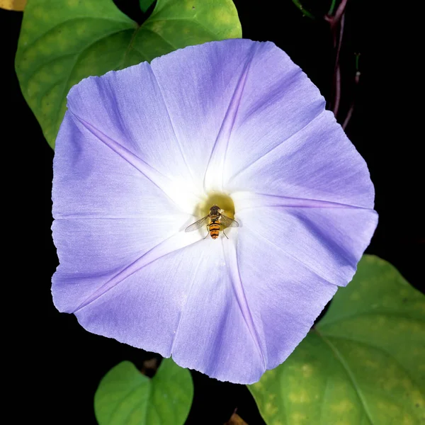 Hermosa Flor Púrpura Jardín — Foto de Stock