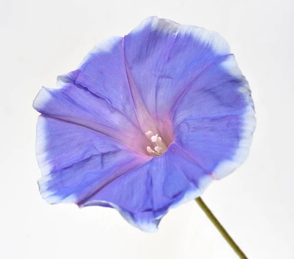 Trichterwinde Dreifarbige Prunkwinde Ipomoea Purpurea Ist Eine Schoene Kletterpflanze Mit — Stock Photo, Image