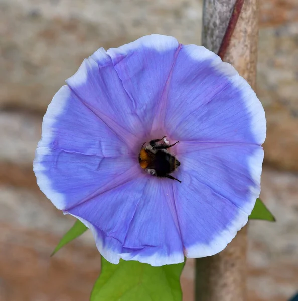 Trichterwinde Dreifarbige Prunkwinde Ipomoea Purpurea Ist Eine Schoene Kletterpflanze Mit — Stok Foto