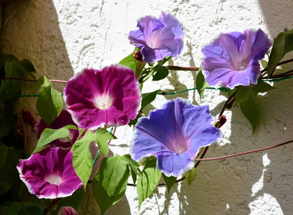 Trichterwinde Dreifarbige Prunkwinde Ipomoea Purpurea Ist Eine Schöne Kletterpflanze Mit — Stockfoto