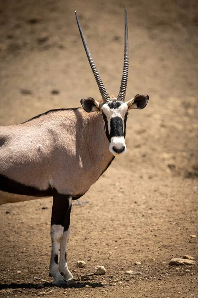 Close Gemsbok Virando Cabeça Para Câmera — Fotografia de Stock