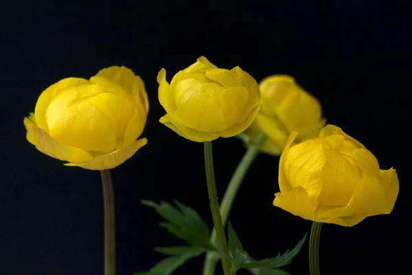 Bela Tulipa Amarela Fundo Preto — Fotografia de Stock