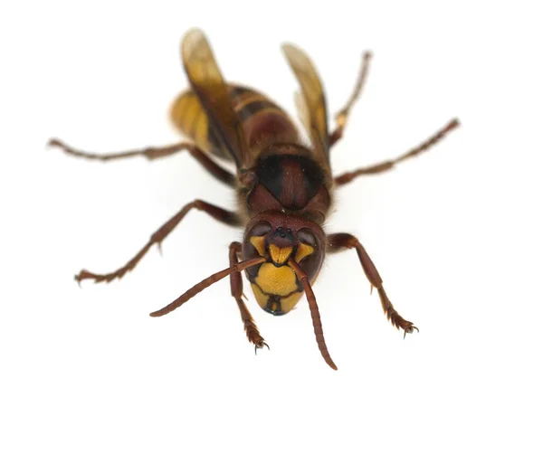 Primer Plano Una Mosca Aislada Sobre Fondo Blanco — Foto de Stock