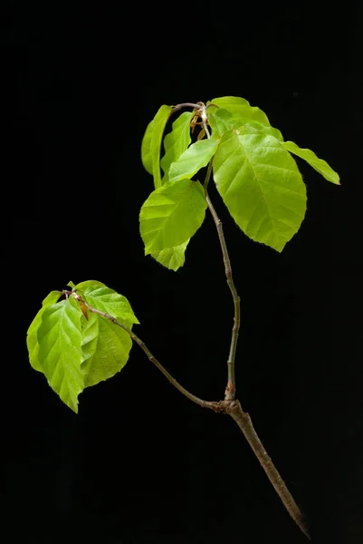 Green Leaves Black Background Royalty Free Stock Photos