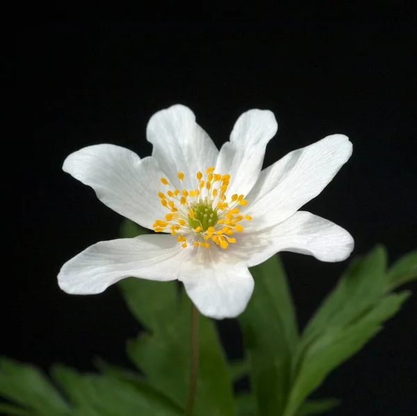 Beautiful Flowers Garden Stock Photo