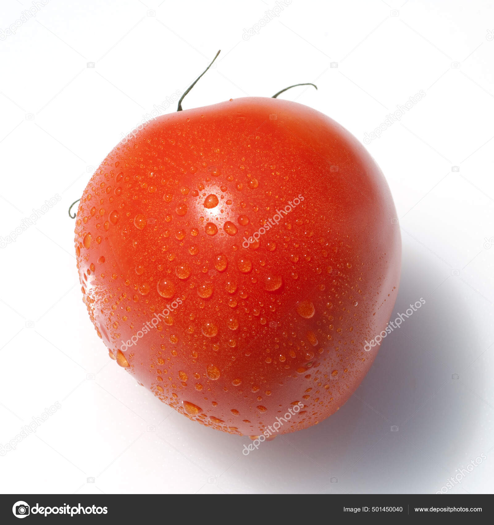 501450040 Lycopersicon Photo ©PantherMediaSeller Stock Roma Tomaten by Romatomaten Esculentum