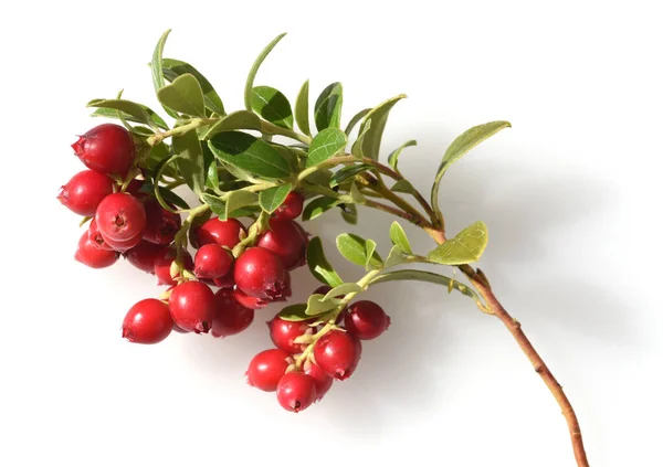 Cranberry Vaccinium Macrocarpon Auch Moosbeere Oder Amerikanische Preiselbeere Genannt Ist — Foto Stock