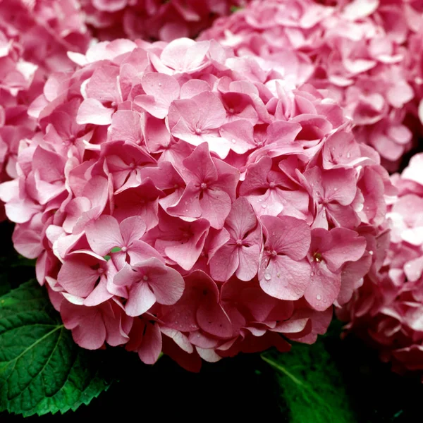 Hermosas Flores Hortensias Rosadas Jardín — Foto de Stock