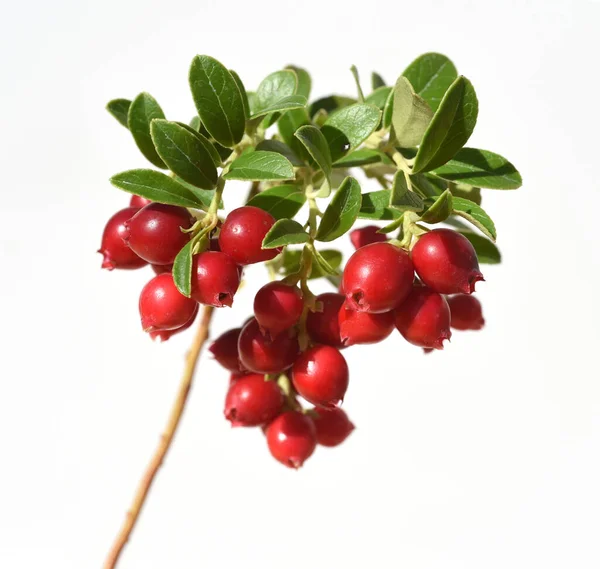 Cranberry Vaccinium Macrocarpon Auch Moosbeere Oder Amerikanische Preiselbeere Genannt Ist — Stok Foto