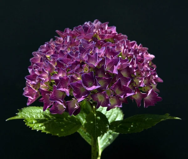 Hermosas Flores Sobre Fondo Negro —  Fotos de Stock