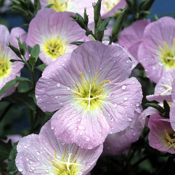 Bahçedeki Güzel Pembe Çiçek — Stok fotoğraf