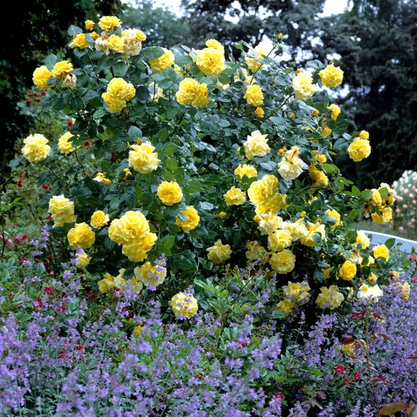 Blumen Und Rosen — Stock Photo, Image