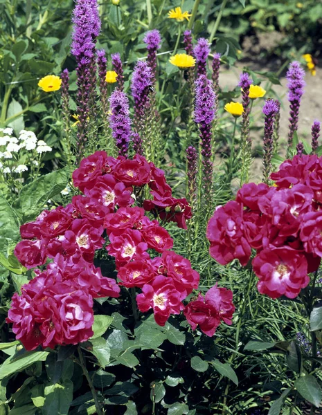 Rosen Und Blumen Prachtscharte Liatris Spicata — Stock Photo, Image