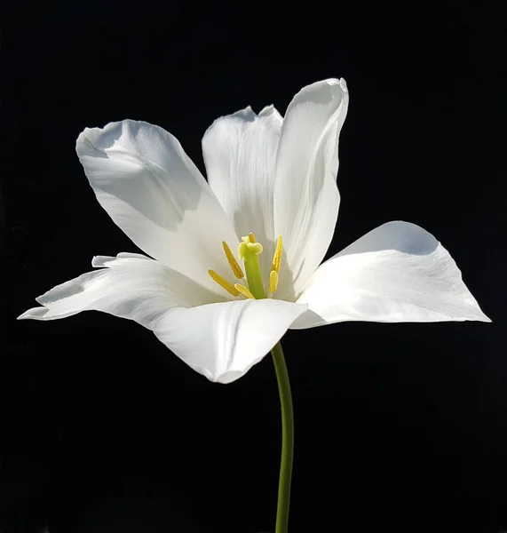 Bellissimo Fiore Bianco Sfondo Nero — Foto Stock