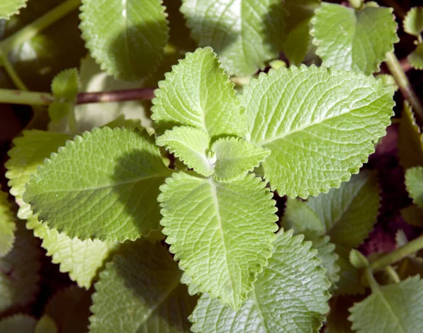 Folhas Verdes Uma Fábrica — Fotografia de Stock