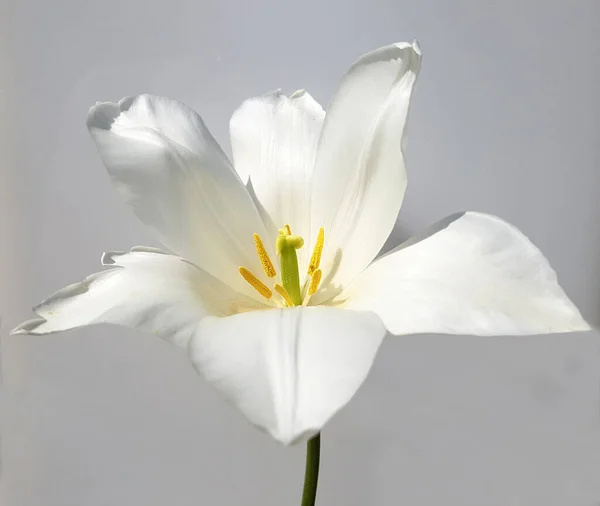 Fiore Bianco Sfondo Grigio — Foto Stock