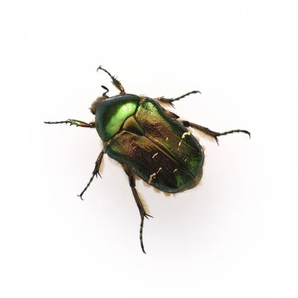 Close Bug Inseto — Fotografia de Stock