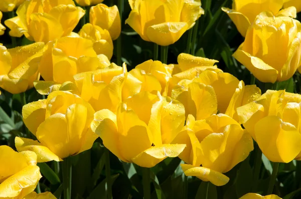 Žluté Tulipány Zahradě — Stock fotografie