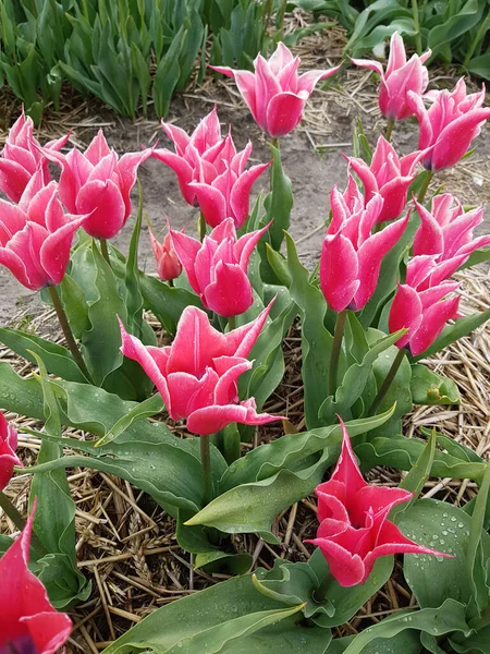 Piękne Różowe Tulipany Ogrodzie — Zdjęcie stockowe