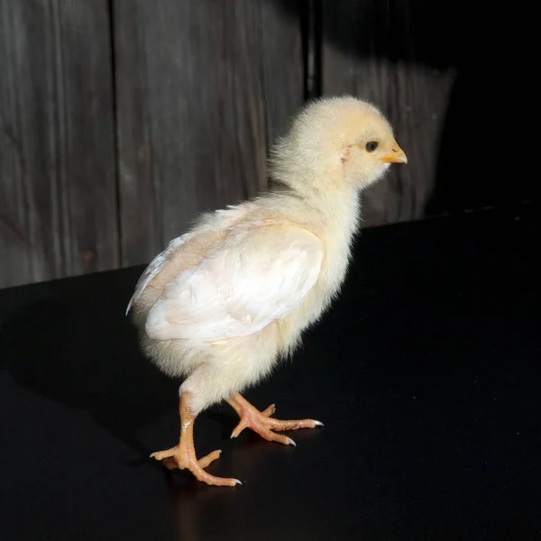 Huehnerkueken Huehner Kueken Haustier — Stockfoto