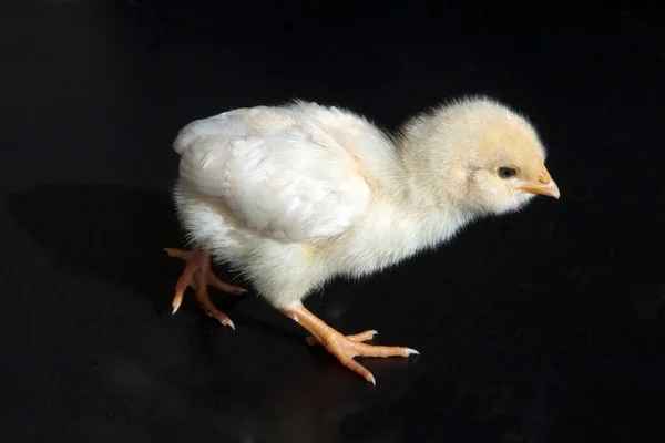 Huehnerkueken Huehner Kueken Haustier — Stock Fotó