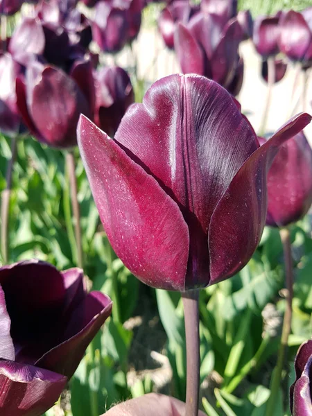 Tulipánové Květiny Zahradě — Stock fotografie