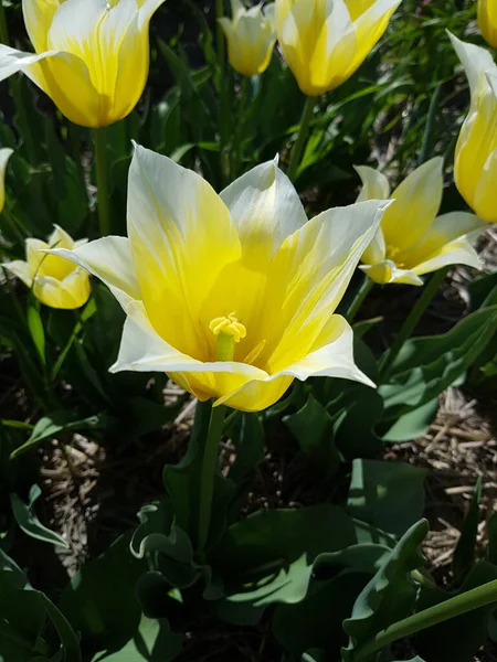 Krásné Žluté Tulipány Zahradě — Stock fotografie