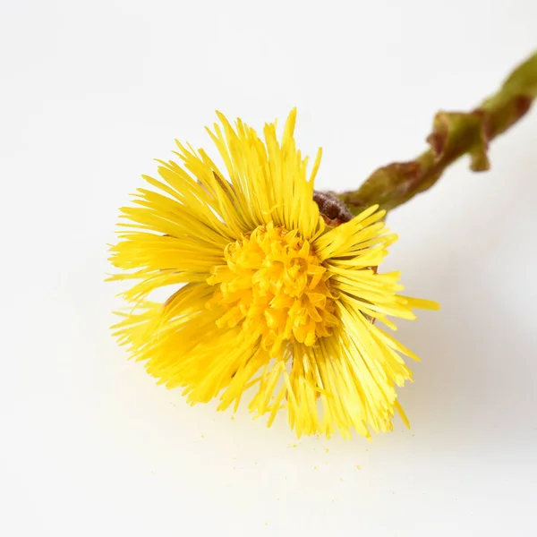 白い背景に孤立した黄色いタンポポの花 — ストック写真