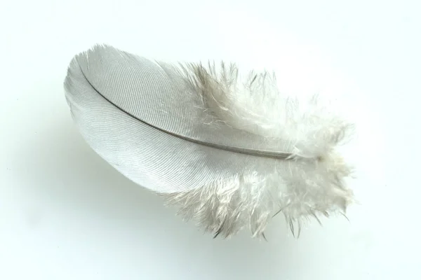 Pluma Blanca Sobre Fondo Claro —  Fotos de Stock