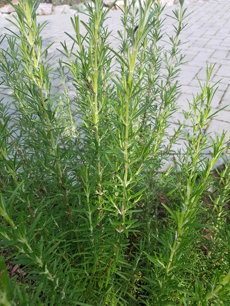 Rosmarin Rosmarinus Officinalis Upright Rose — Stock Photo, Image