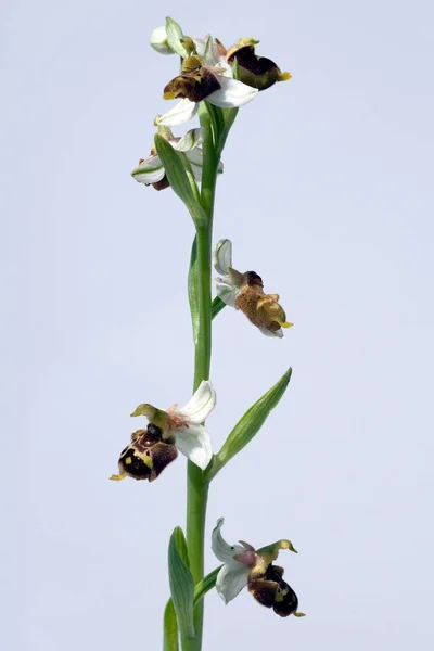 Hummel Ragwurz Ofros Holoseryka Ragwurz Orchidea — Zdjęcie stockowe