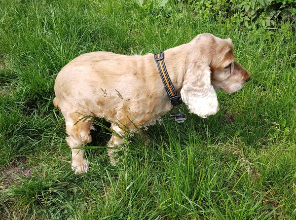 Cocker Spaniel Canis Lupus Familiaris Koten — Stockfoto