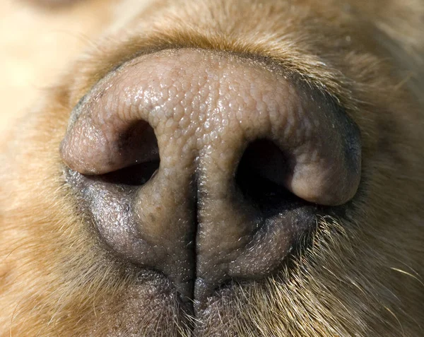 Close Dog Face — Stock Photo, Image