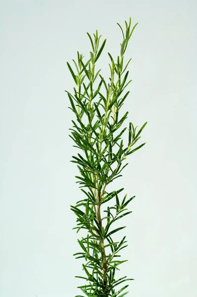 Grüne Blätter Von Rosmarin Auf Weißem Hintergrund — Stockfoto