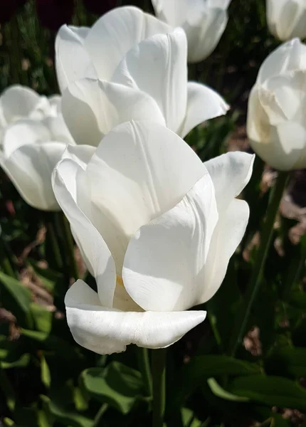 Flor Tulipán Blanco Amarillo Jardín —  Fotos de Stock